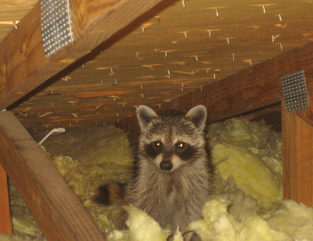 raccoon in a crawl place in the attic